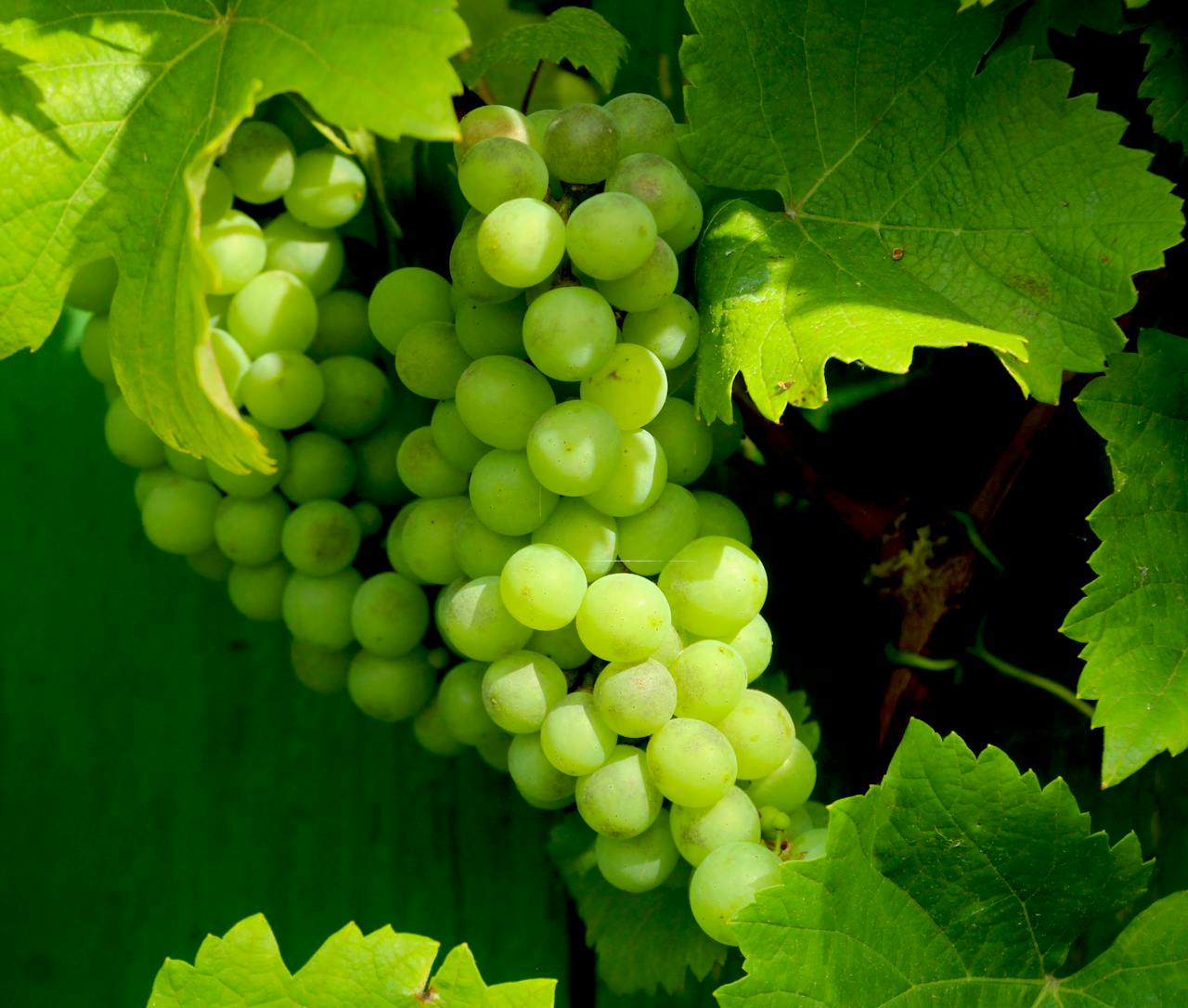 about-bg Vibrant green grapes and leaves in sunlight, symbolizing freshness and nature.