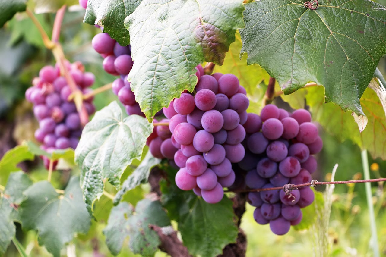 services-03 Lush clusters of violet grapes ripening in a Brazilian vineyard, surrounded by vibrant green leaves.